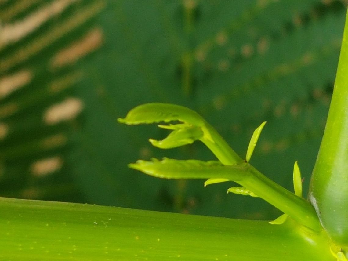 Tabachin Shoot I have trimm this tree and new branches are comming up. Erythrostemon mexicana,Erythrostemon mexicanus,Geotagged,Mexico,Summer