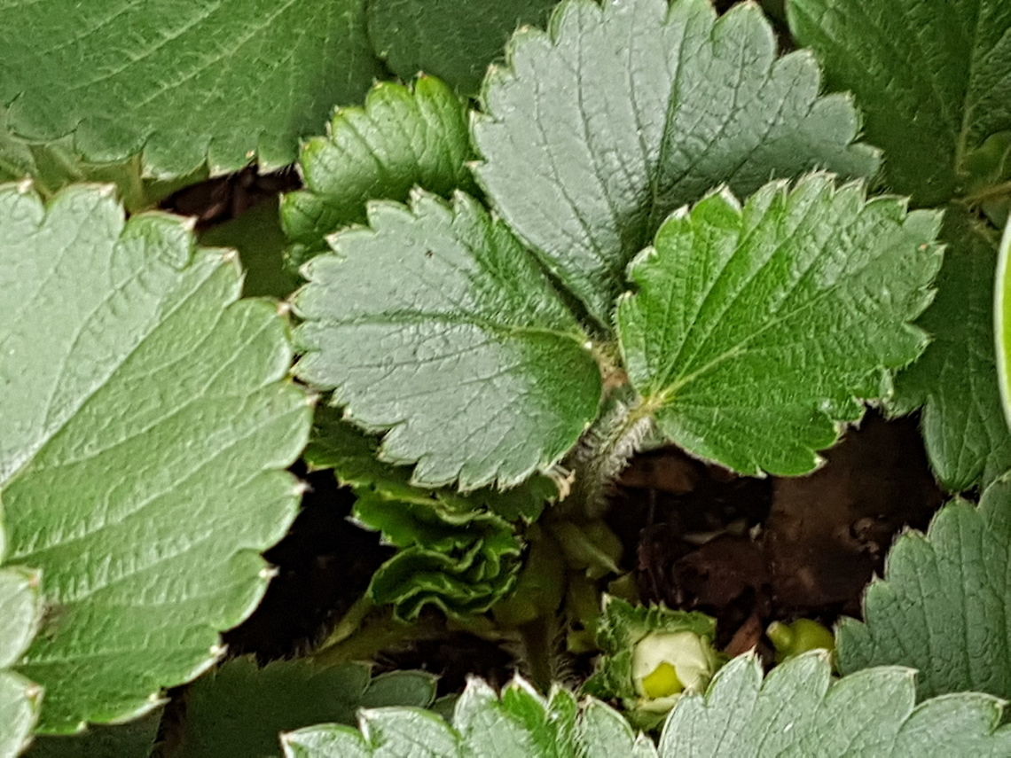 Strawberry Shoots Rain is good for my plants and they are happy. Fragaria  × ananassa,Garden strawberry,Geotagged,Mexico,Summer