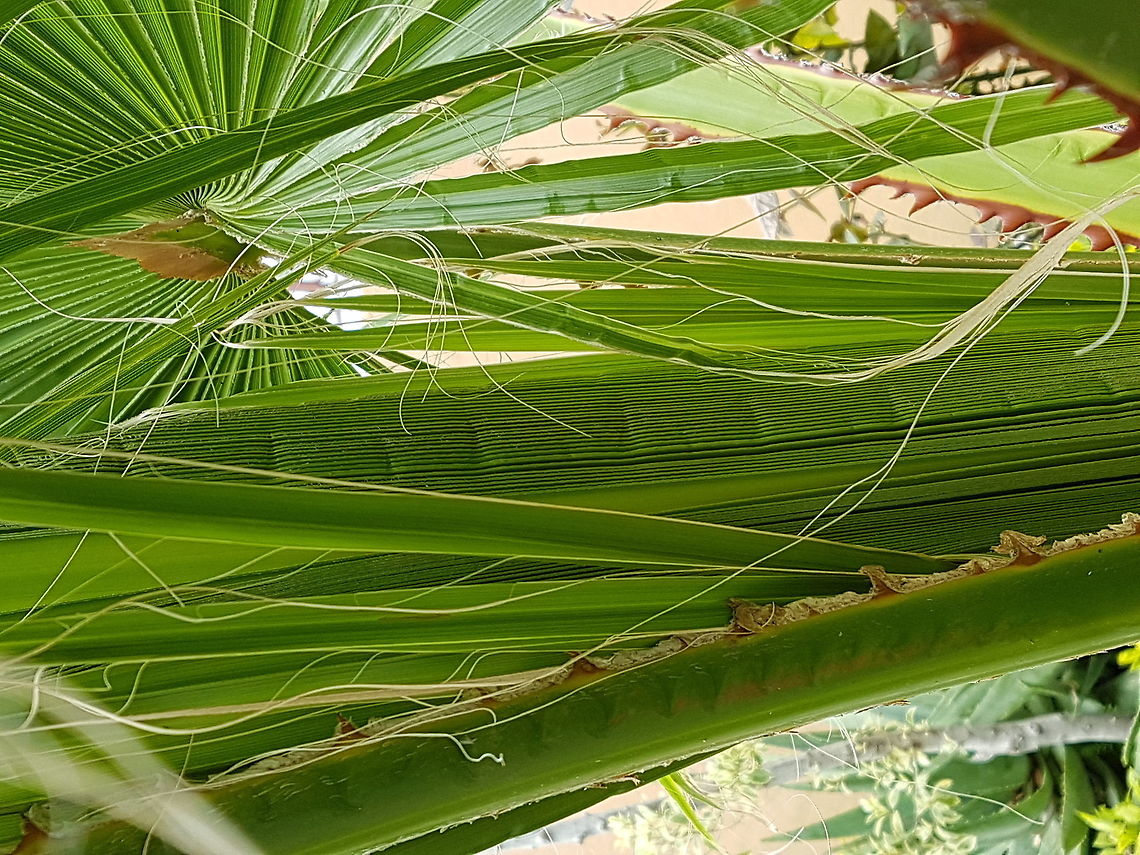 Umbrella Palm Tree Shoots We have two of theese trees at home and it's time to grow again. Central Australian cabbage palm,Geotagged,Livistona mariae,Mexico,Summer