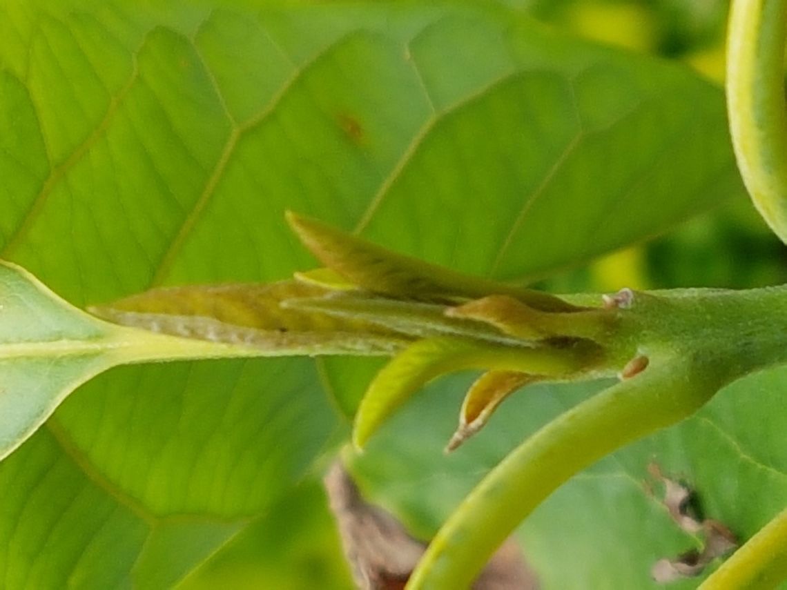 Avocado Shoot It have been raining and my avocado is on a hot place, but being cloudy, let it to be green and to have new shoots. Avocado,Geotagged,Mexico,Persea americana,Summer