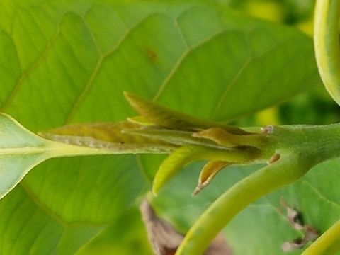 Avocado Shoot It have been raining and my avocado is on a hot place, but being cloudy, let it to be green and to have new shoots. Avocado,Geotagged,Mexico,Persea americana,Summer