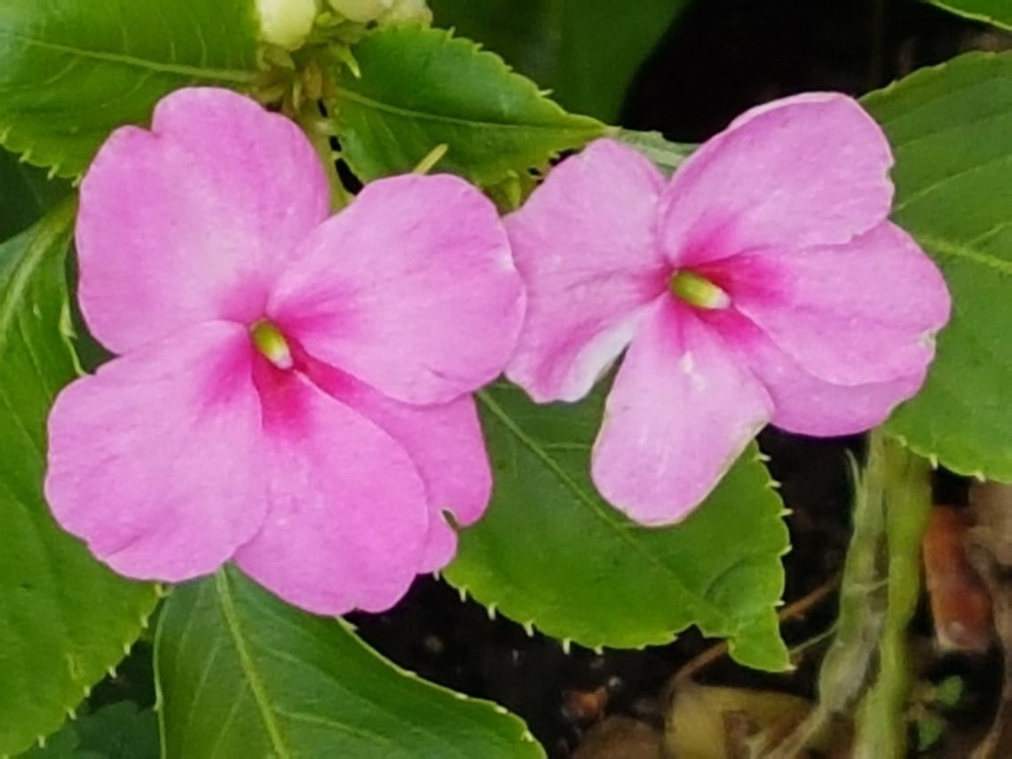 Garden Balsam Another plant from gardens on homes. Geotagged,Impatiens balsamina,Mexico,Summer