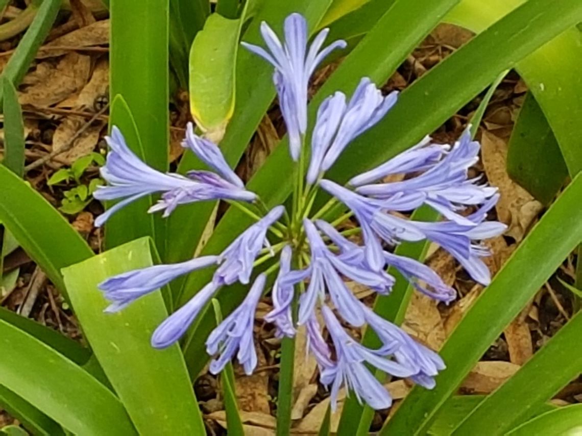 African Lily There are many public gardens, sometimes I upload the pictures and later put their names, thank you again. African lily,Agapanthus africanus,Geotagged,Mexico,Summer