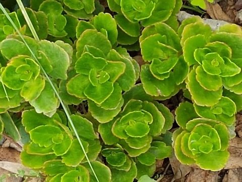 Flaming Katy These plants doesn't need too much water but now they have a lot. Geotagged,Kalanchoe blossfeldiana,Mexico,Summer
