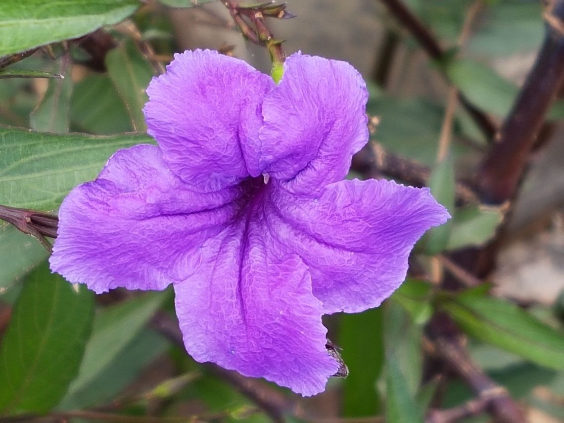 Mexican Petunia Where I live there are many public and private gardens, people love plants in Queretaro. Geotagged,Mexico,Ruellia simplex,Summer