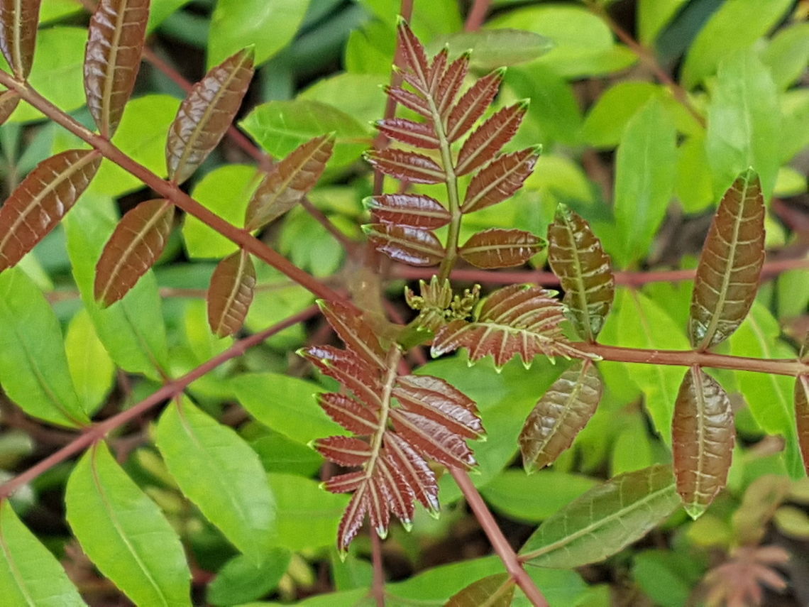 Baby Pirul Tree Shoots have been growing because the rain, now is nice to walk in Queretaro, everyplace is green. Geotagged,Mexico,Peruvian pepper,Schinus molle,Summer