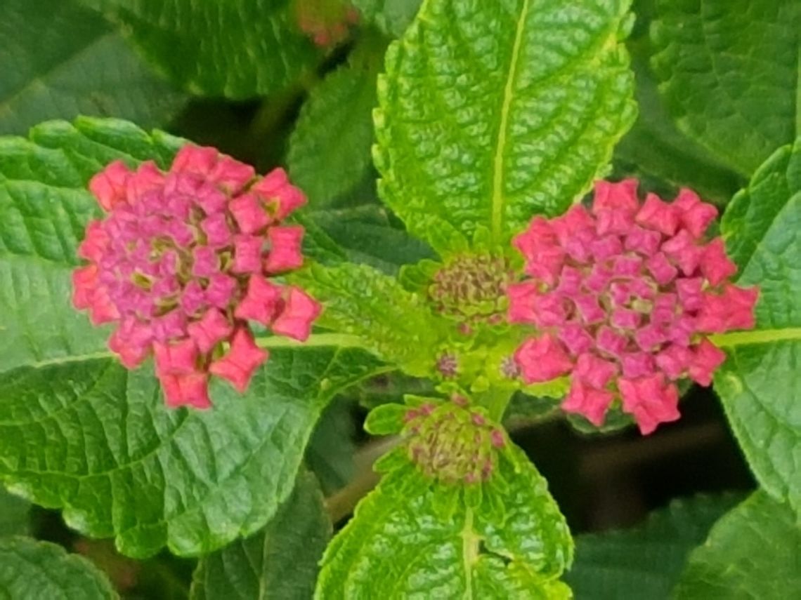 Common Lantana Theese looks different, but they are new unopen flowers. Geotagged,Lantana camara,Mexico,Spanish Flag,Summer