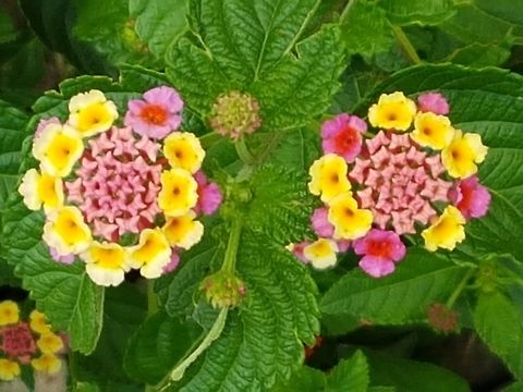 Common Lantana There are many of theese plants near my home, they are from different colors and would take more pictures for you, hope you like them. Geotagged,Lantana camara,Mexico,Spanish Flag,Summer