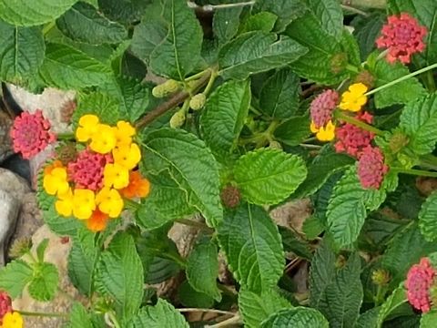 Common Lantana Have been walking with my wife and son, they like my pictures, already got more than 500 GB of information on my hard drive. Geotagged,Lantana camara,Mexico,Spanish Flag,Summer