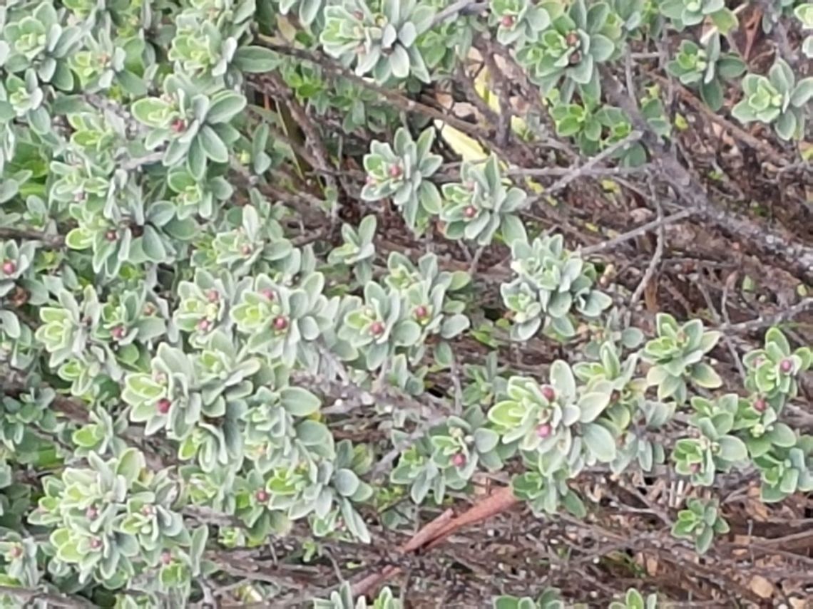 Cenizo Now that is raining, should walk more often, to take pictures from plants and animals. Geotagged,Leucophyllum frutescens,Mexico,Summer