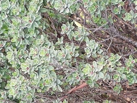 Cenizo Now that is raining, should walk more often, to take pictures from plants and animals. Geotagged,Leucophyllum frutescens,Mexico,Summer