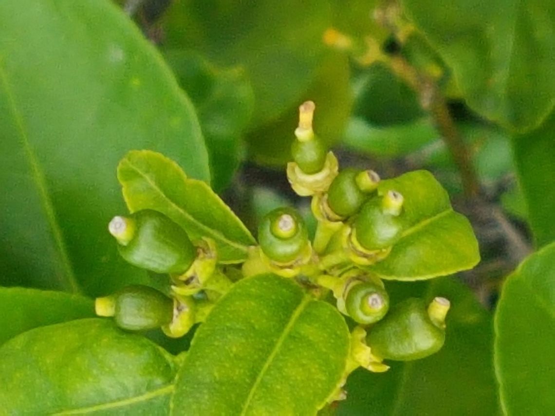 Lemons Buttons My tree is full of baby lemons and I'm happy Citrus &times; limon,Geotagged,Lemon,Mexico,Summer,often given as C. limon