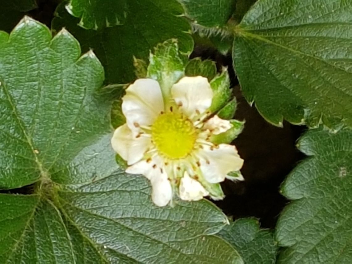 Strawberry Flower Our plant has started her flowers, we hope to have fruits soon. Fragaria  × ananassa,Garden strawberry,Geotagged,Mexico,Summer