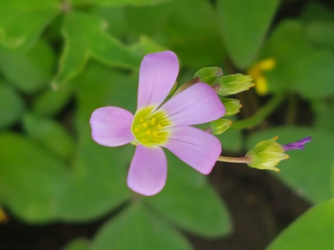 Lilac Clover Flower On our garden, they are growing. Balkan Clover,Common wood sorrel,Dalea purpurea,Geotagged,Hop Trefoil,Mexico,Oxalis acetosella,Oxalis violacea,Summer,Trifolium campestre,Trifolium dalmaticum