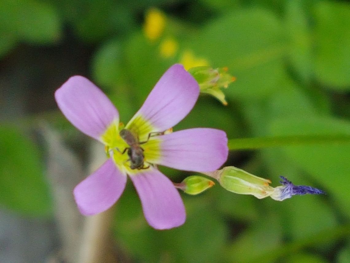 Specialized wasp fron the oxalis violacea I was taking pictures when this wasp came to drink some nectar Geotagged,Mexico,Summer