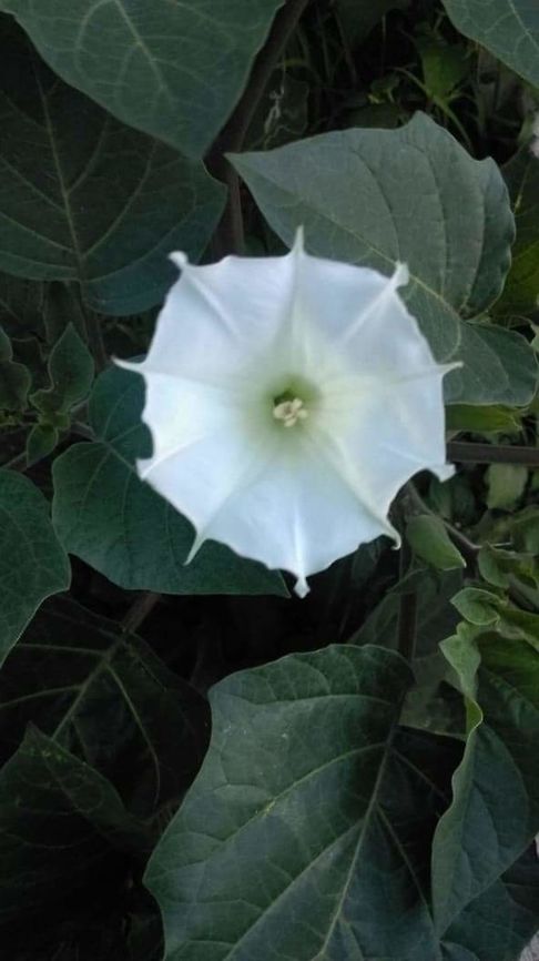 Datura Ferox I was walking with my family and saw this flower on a side from a street, we know how people use this plant, reason why I'm thinking not to share the place, greetings. Datura ferox,Long Spined Thorn Apple