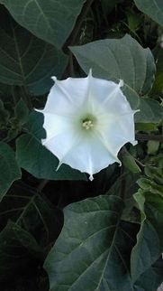 Datura Ferox I was walking with my family and saw this flower on a side from a street, we know how people use this plant, reason why I'm thinking not to share the place, greetings. Datura ferox,Long Spined Thorn Apple