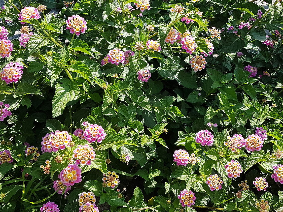 Lantana It&#039;s outside on the street and it seems that grew alone. Geotagged,Lantana camara,Mexico,Spanish Flag,Summer