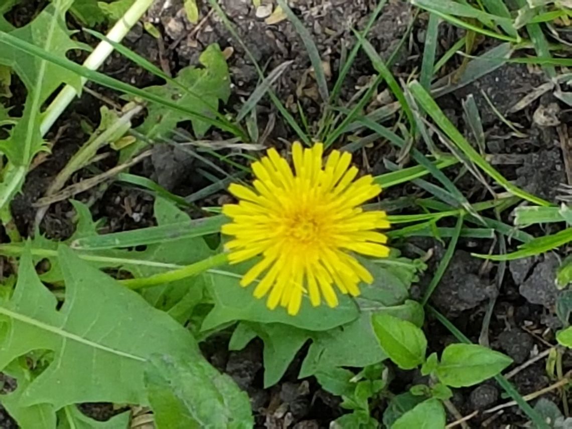 Dandelion Flower I&#039;m walking at the park and saw this flower, hope you like it. Common dandelion,Geotagged,Mexico,Summer,Taraxacum officinale