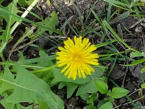 Dandelion Flower I'm walking at the park and saw this flower, hope you like it. Common dandelion,Geotagged,Mexico,Summer,Taraxacum officinale