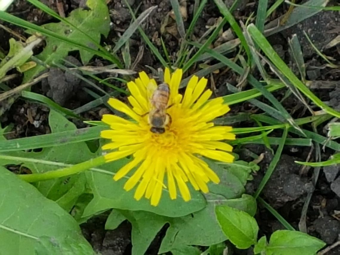 Dandelion and the Bee I was taking the picture and the bee came for the shoot, hope you like it. Common dandelion,Geotagged,Mexico,Summer,Taraxacum officinale