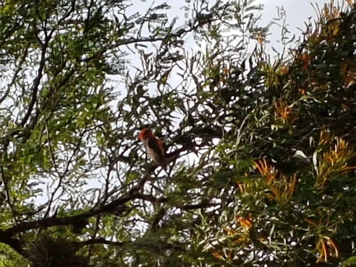 Flycatcher There are many of these birds, there where four females around him. Geotagged,Mexico,Pyrocephalus rubinus,Scarlet flycatcher,Summer