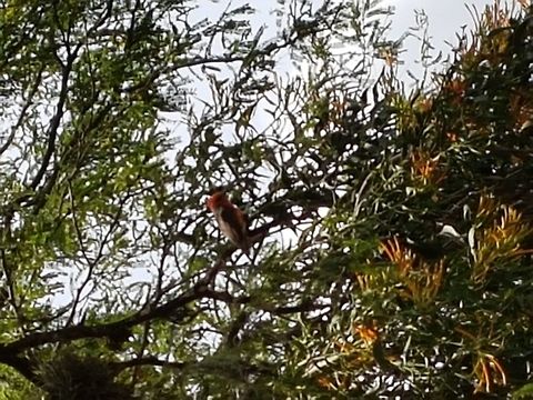 Flycatcher There are many of these birds, there where four females around him. Geotagged,Mexico,Pyrocephalus rubinus,Scarlet flycatcher,Summer
