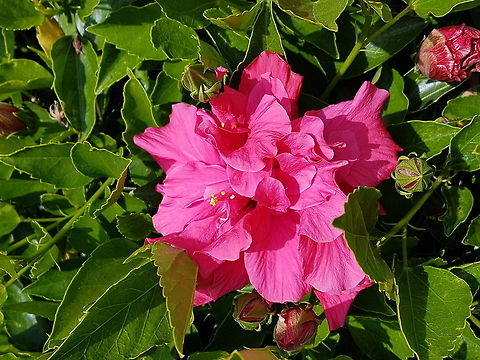 Hibiscus On my walk to school, I took those pictures. Chinese hibiscus,Geotagged,Hibiscus rosa-sinensis,Mexico,Summer
