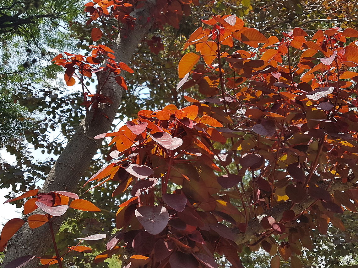 Mexican Shrubby Spurge This grow tall as a small tree, I like it's red color. Euphorbia cotinifolia,Geotagged,Mexico,Smoketree spurge,Summer