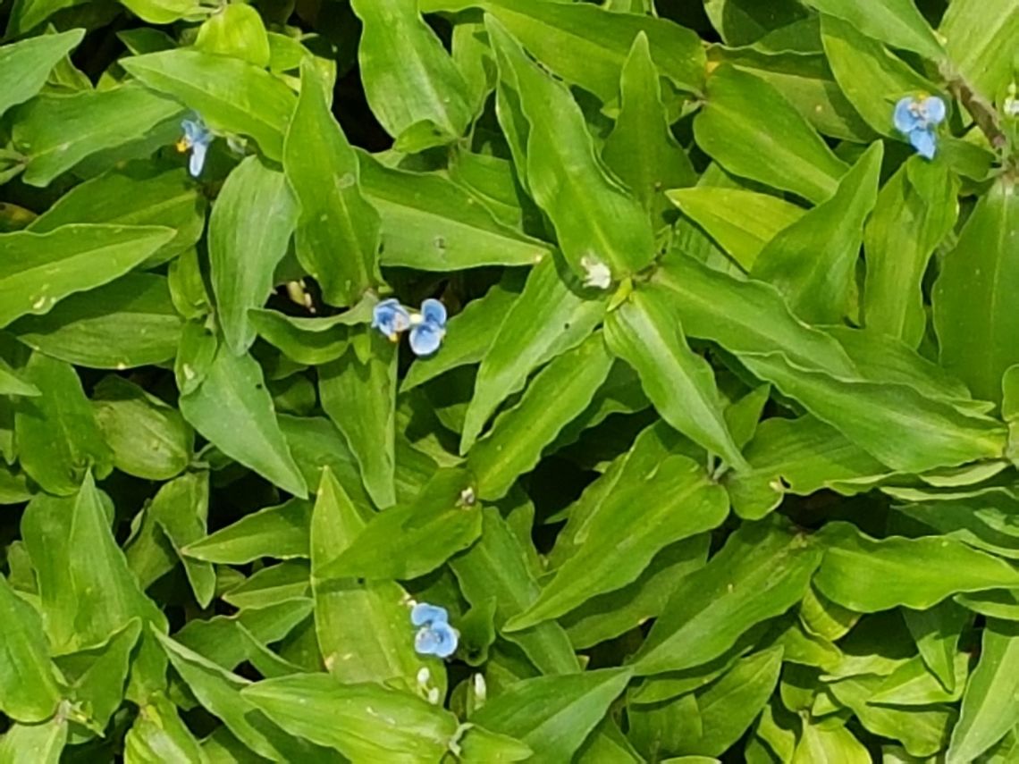 Dayflower These are easy to grow, they are fast. Asiatic dayflower,Commelina communis,Geotagged,Mexico,Summer