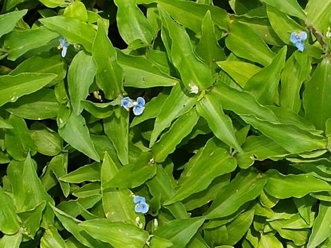Dayflower These are easy to grow, they are fast. Asiatic dayflower,Commelina communis,Geotagged,Mexico,Summer