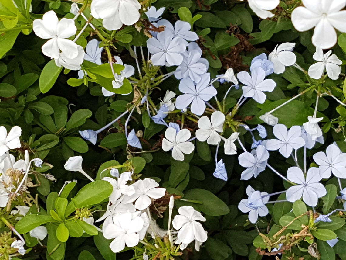 Plumbago There are many of these on gardens from the houses near us. Cape leadwort,Geotagged,Mexico,Plumbago auriculata,Summer