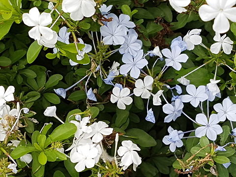 Plumbago There are many of these on gardens from the houses near us. Cape leadwort,Geotagged,Mexico,Plumbago auriculata,Summer