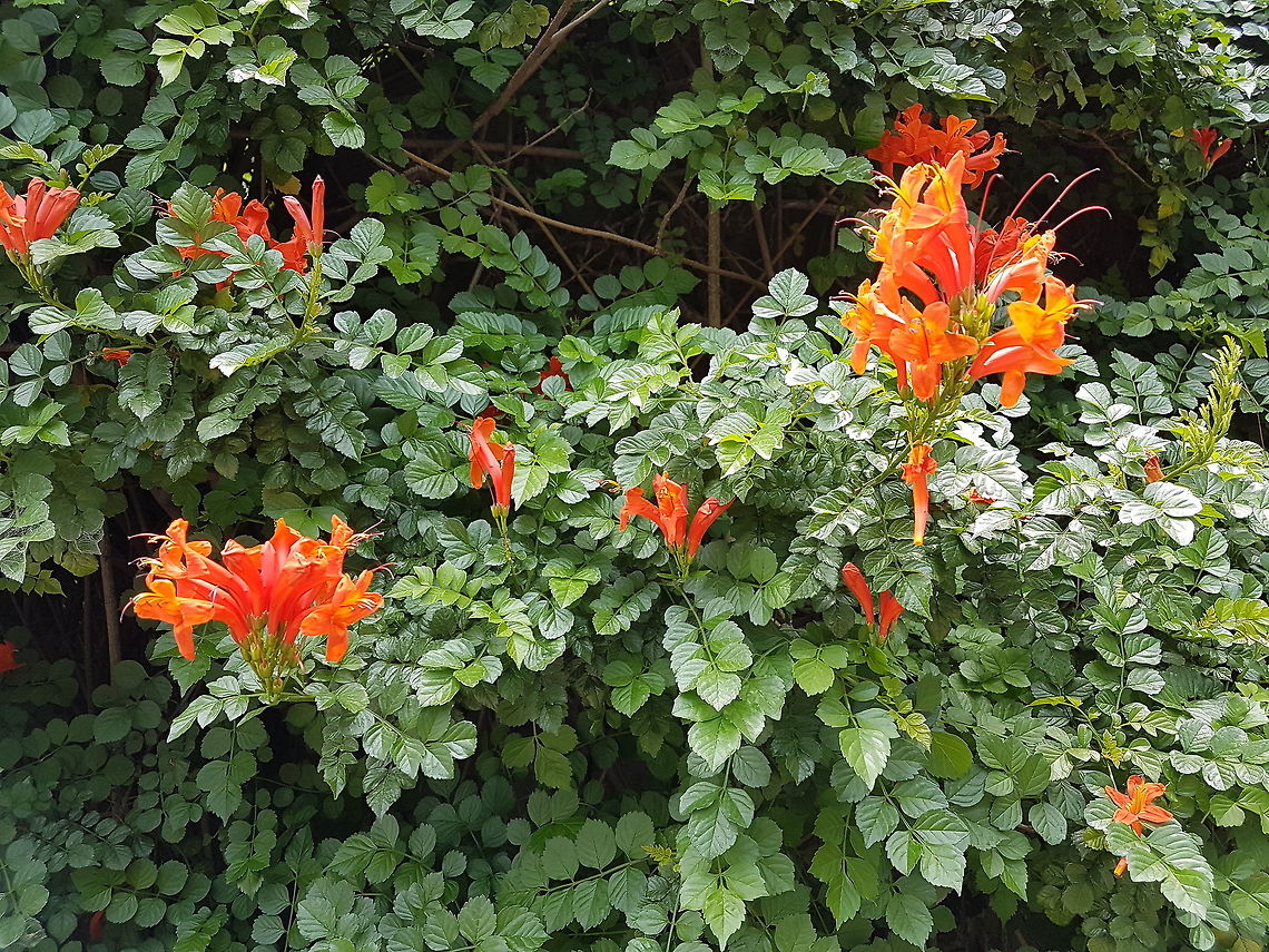 Cape Honeysuckle This plant is on one of our neighbors street walls. Cape honeysuckle,Geotagged,Mexico,Summer,Tecoma capensis