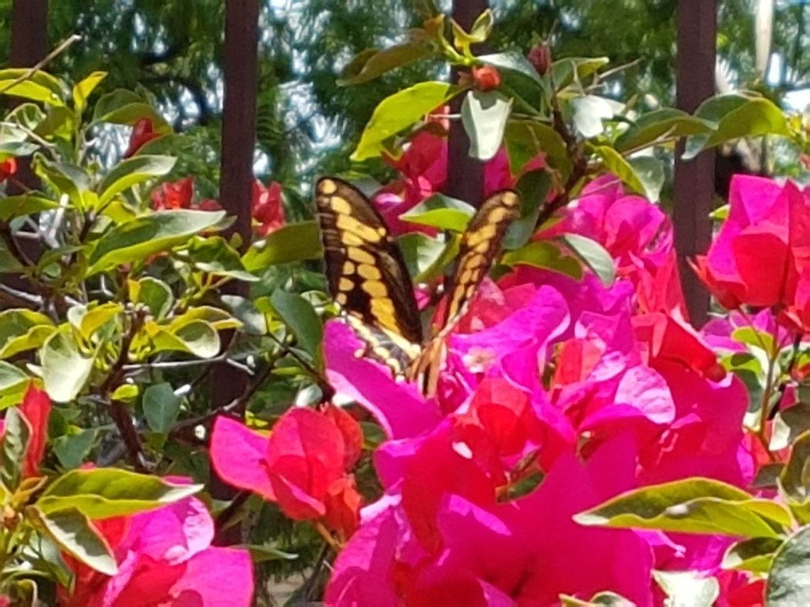 Nice Butterfly This nice butterfly visit our garden a moment ago, she flew around me and let take a short video from her, hope you like this picture and greetings. Geotagged,Giant Swallowtail,Mexico,Papilio cresphontes,Summer