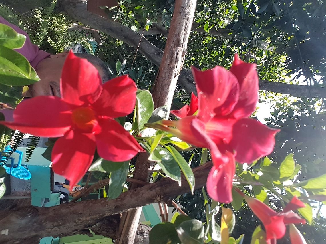 Mandevilla On my wive&#039;s house Geotagged,Mandevilla Sanderi,Mandevilla sanderi,Mexico,Summer