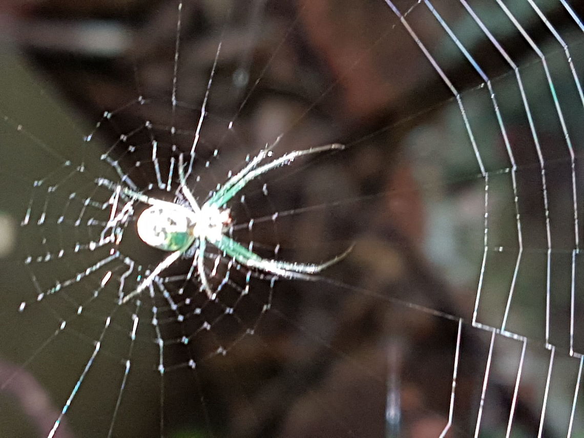 Green Spider At my parents in Law Home Geotagged,Mexico,Summer