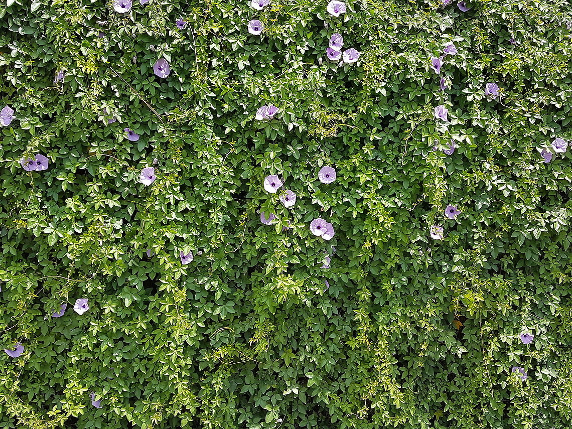 Purple Flowers on Avenue Bernardo Quintana Im walkimg to the bank and saw this screen protector Geotagged,Ipomoea cairica,Mexico,Mile-a-Minute vine,Summer