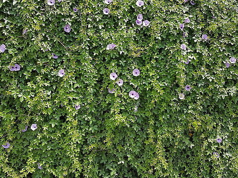 Purple Flowers on Avenue Bernardo Quintana Im walkimg to the bank and saw this screen protector Geotagged,Ipomoea cairica,Mexico,Mile-a-Minute vine,Summer
