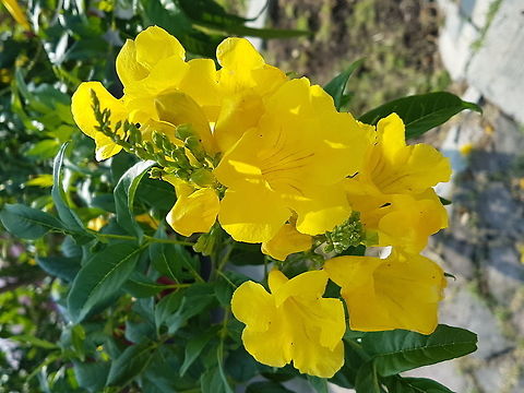 Tree with Yellow Flowers This tree looks like another tree that it name is Spring (Primavera). Geotagged,Mexico,Summer