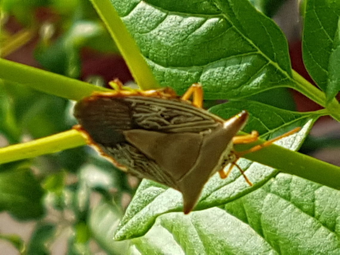 Green Bug There are some pods on the yellos flower tree and I was looking at them, when say this Green Bug and took the picture. Edessa reticulata,Geotagged,Mexico,Summer