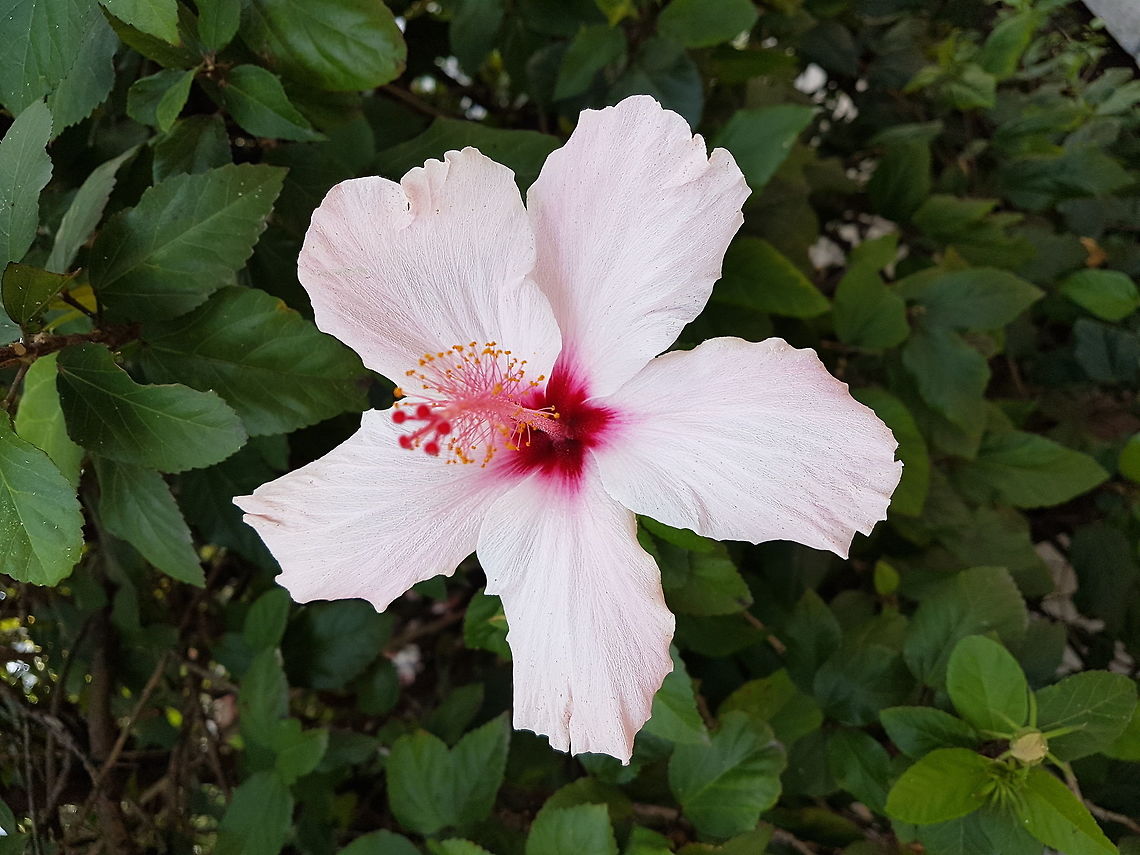 Pink Flower - Hibiscus sp.  Chinese hibiscus,Geotagged,Hibiscus,Hibiscus rosa-sinensis,Mexico,Summer