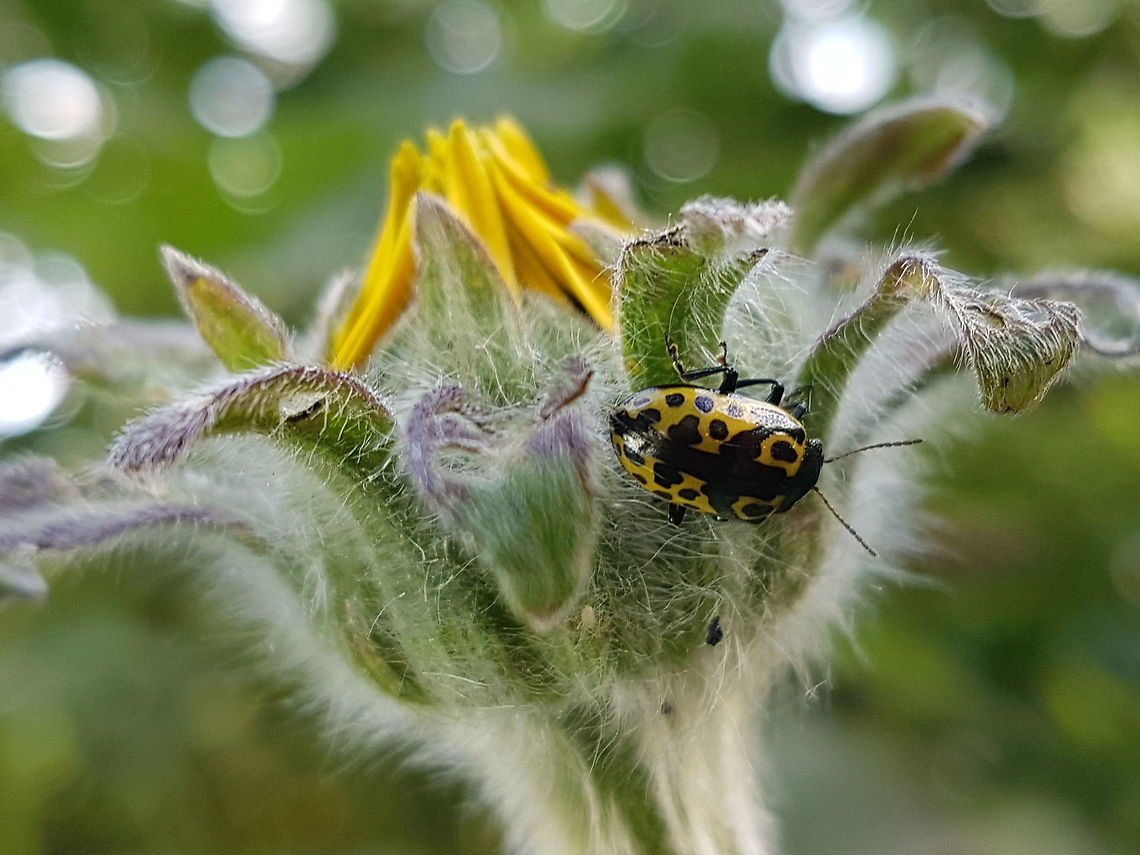 Yellow Ladybug  Geotagged,Mexico,Summer,Zygogramma signatipennis