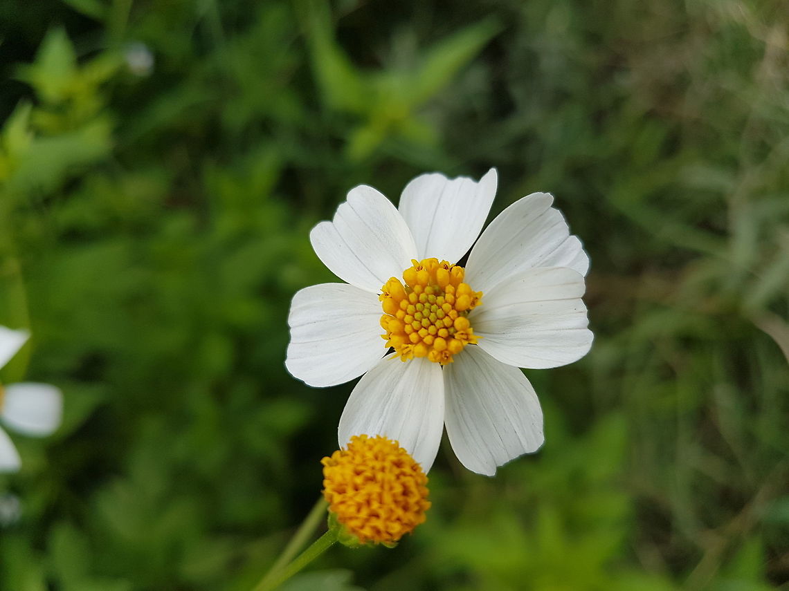 Kind of big Daisies  Bidens alba,Geotagged,Mexico,Summer