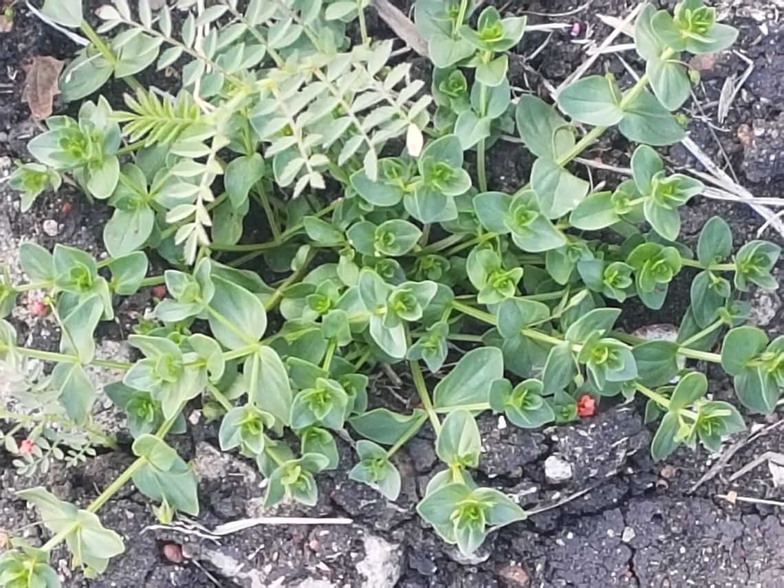 Little Red Flowers On a walk from a camping day Geotagged,Mexico,Winter