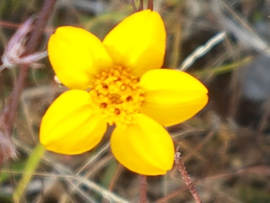 Yellow Flower Camping Day on San Jos&eacute; Geotagged,Mexico,Winter