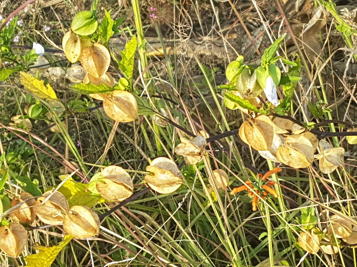 Green Tomatoe Plant I walk for a moment on a camping day and saw this plant Geotagged,Mexico,Solanum lycopersicum,Tomato,Winter