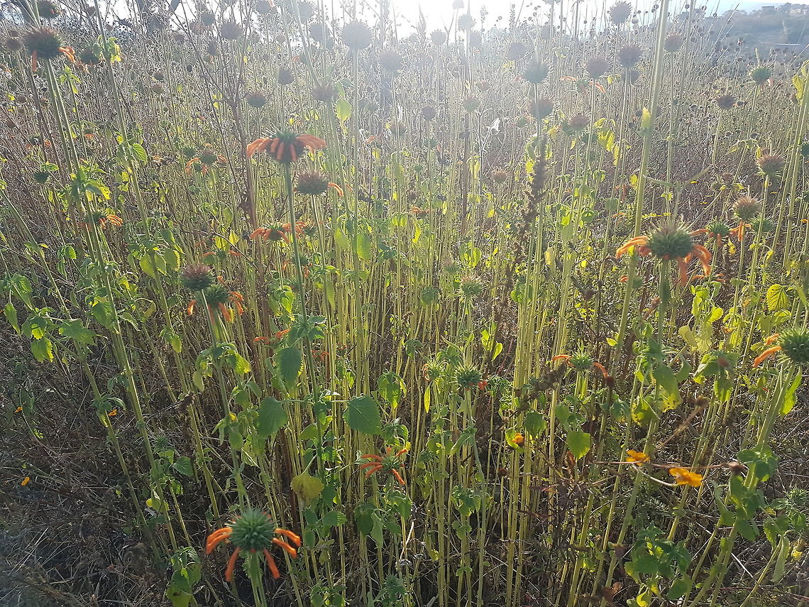 Klip Daggas On a camping day going for dinner Geotagged,Leonotis nepetifolia,Mexico,Winter