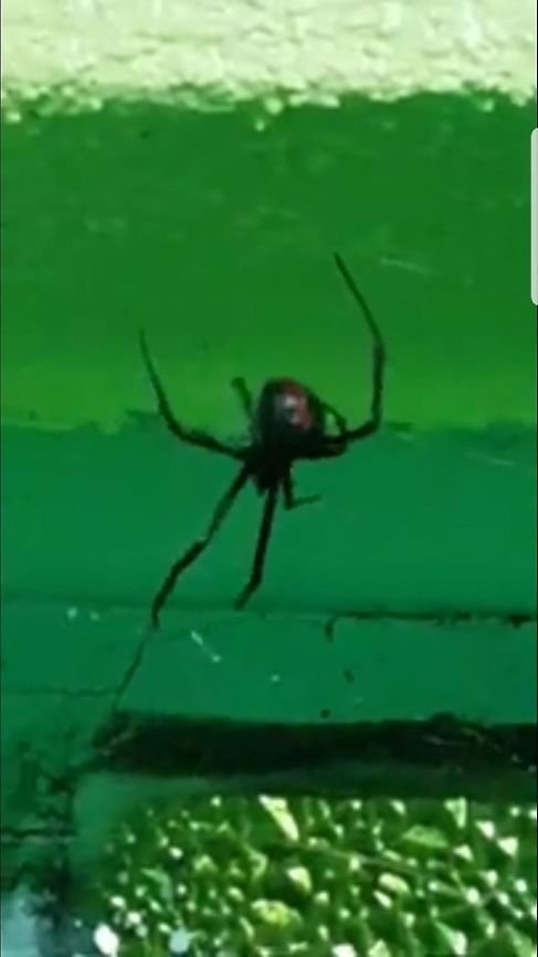 Southern Black Widow It was on my bedroom window, but I saw it before sleeping. Geotagged,Latrodectus mactans,Mexico,Southern black widow,Western black widow spider