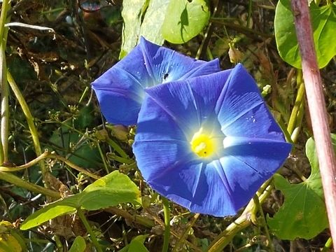 Morning Glories On this little town, you may watch them Blue morning glory,Coleosporium ipomoeae,Geotagged,Ipomoea alba,Ipomoea cairica,Ipomoea hederacea,Ipomoea horsfalliae,Ipomoea indica,Ivy-leaved morning glory,Lady Doorlys morning glory,Mexico,Mile-a-Minute vine,Winter